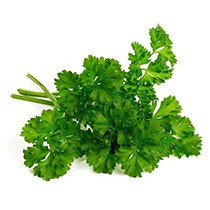 Coriander